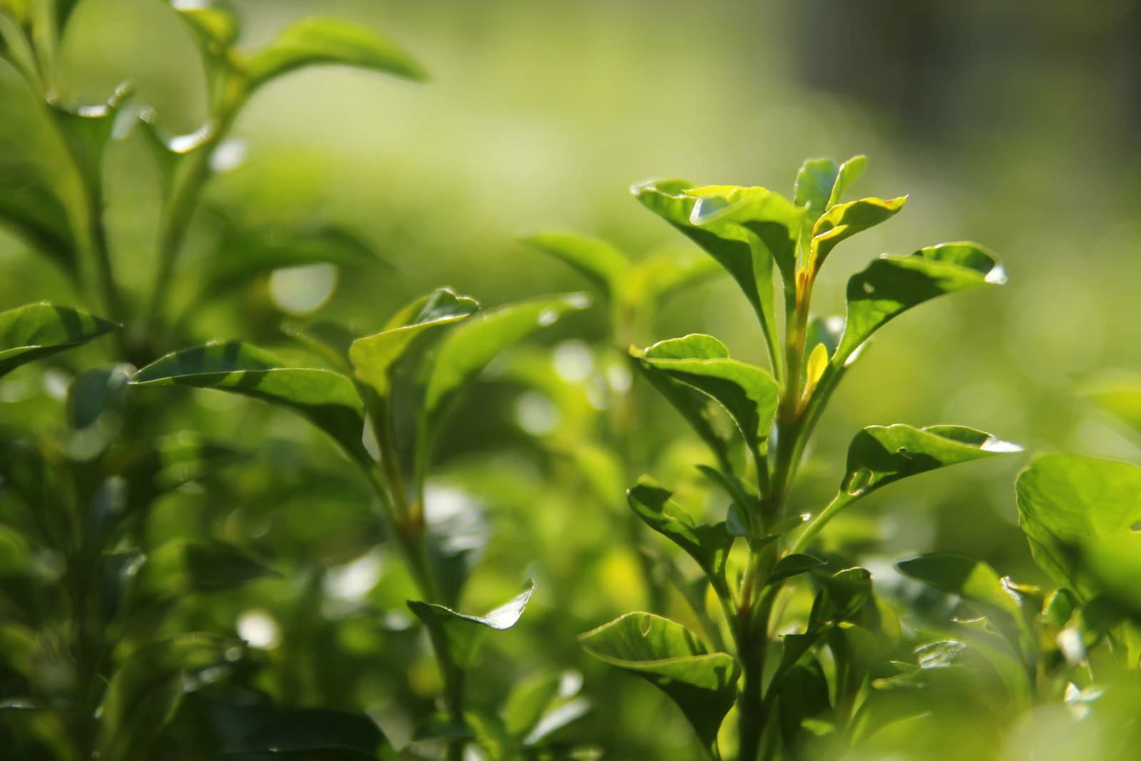 Matcha vs Green Tea: What's the Difference? (And Which Is Better?)