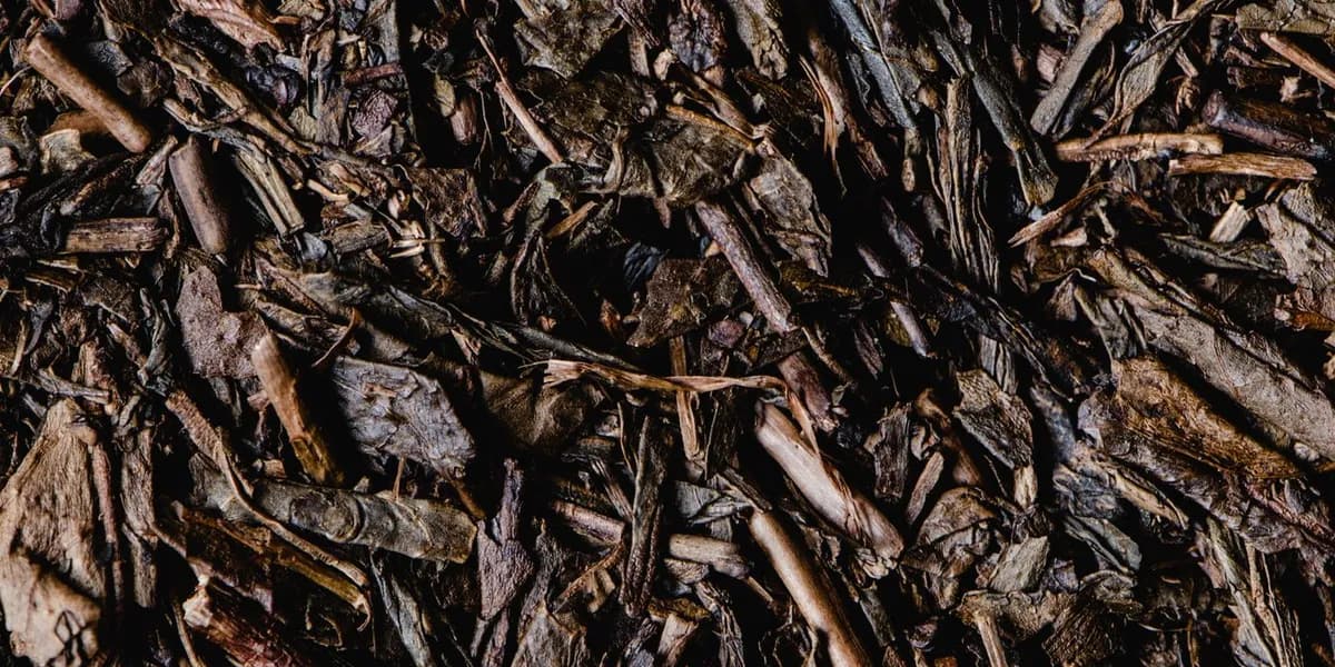Hojicha vs Matcha: What's the Difference? (Caffeine, Taste & Uses)