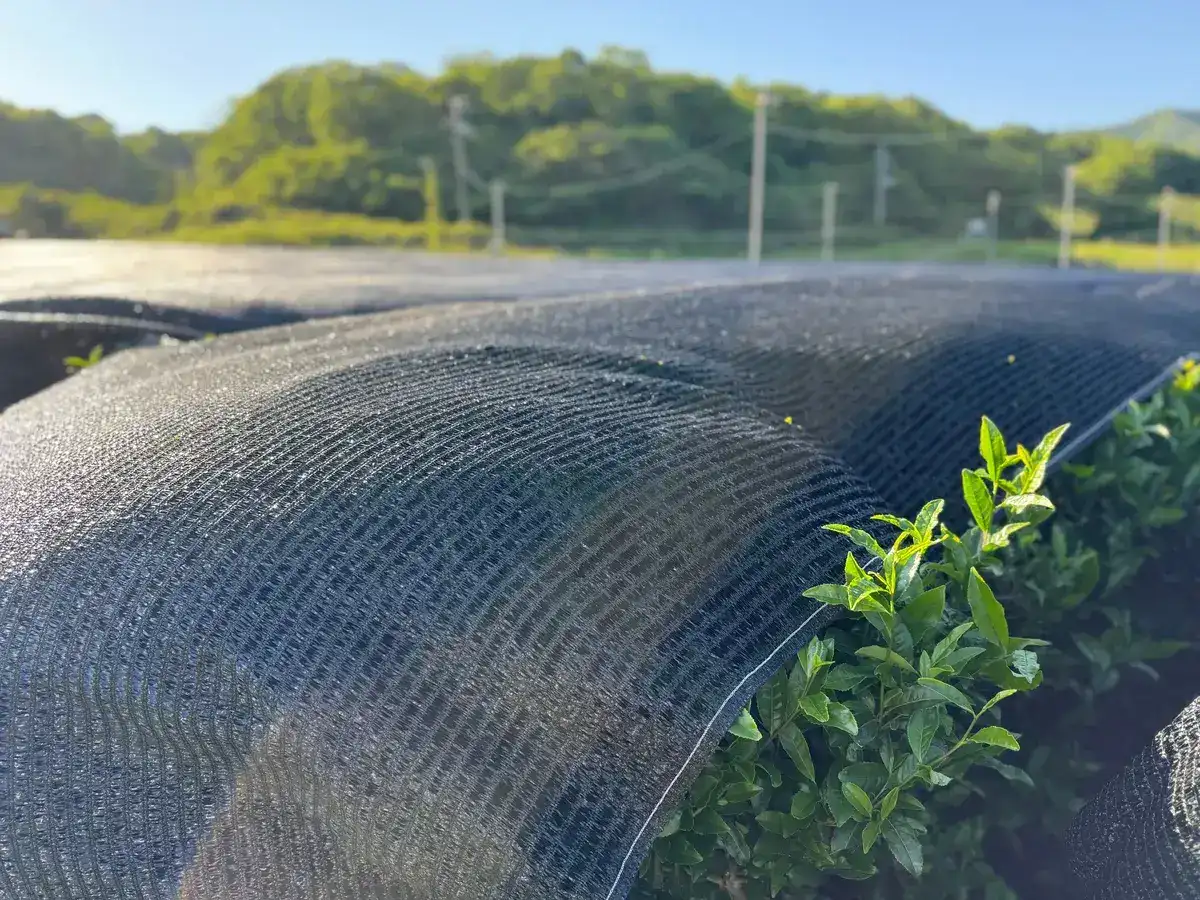 Shade nets covering tea plants in Japan