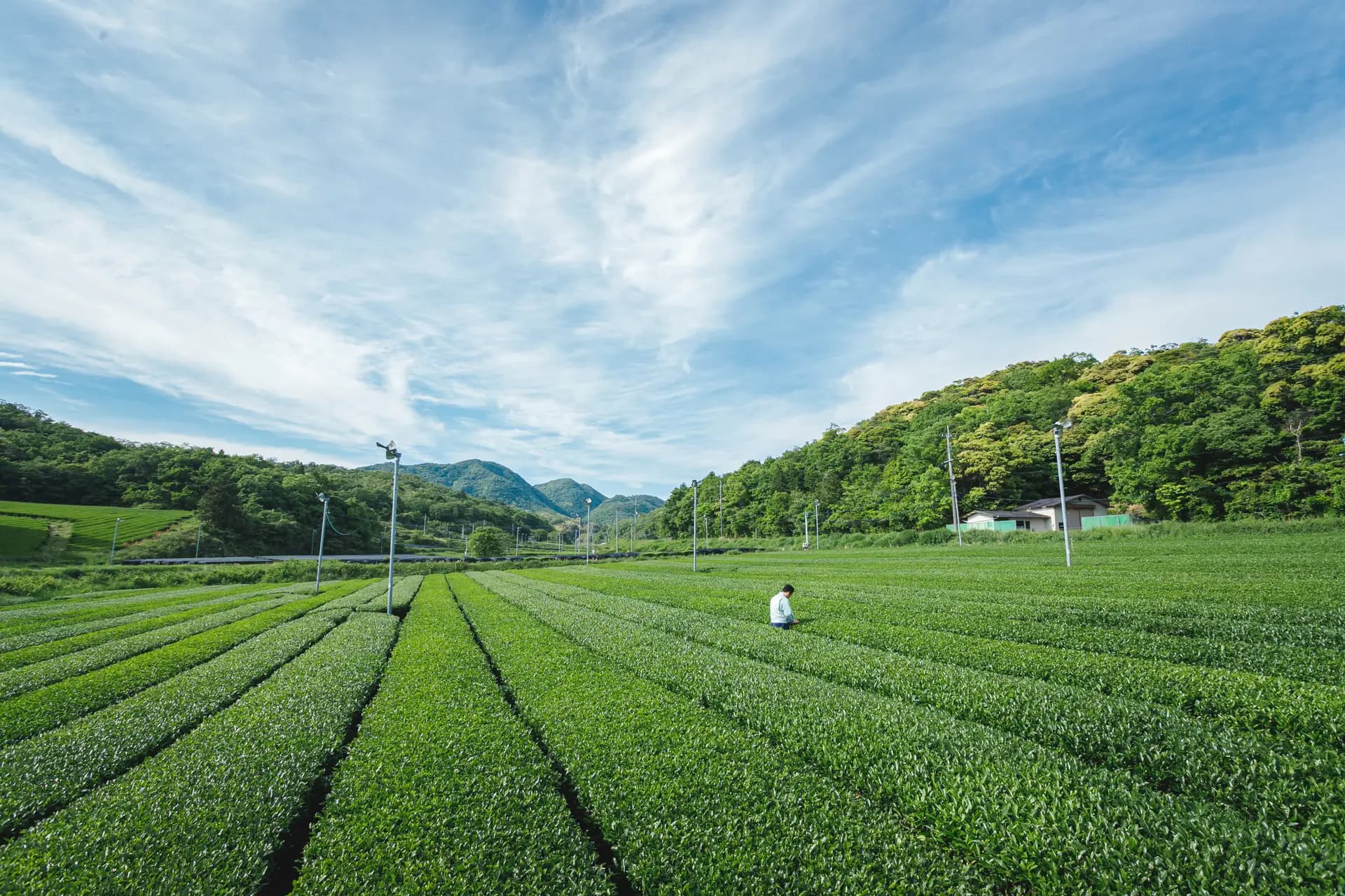 Japanese tea fields
